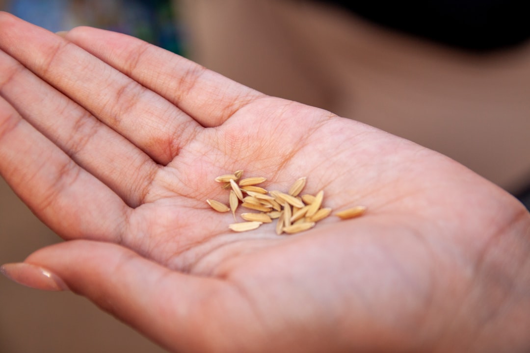 a person holding a handful of seeds in their hand