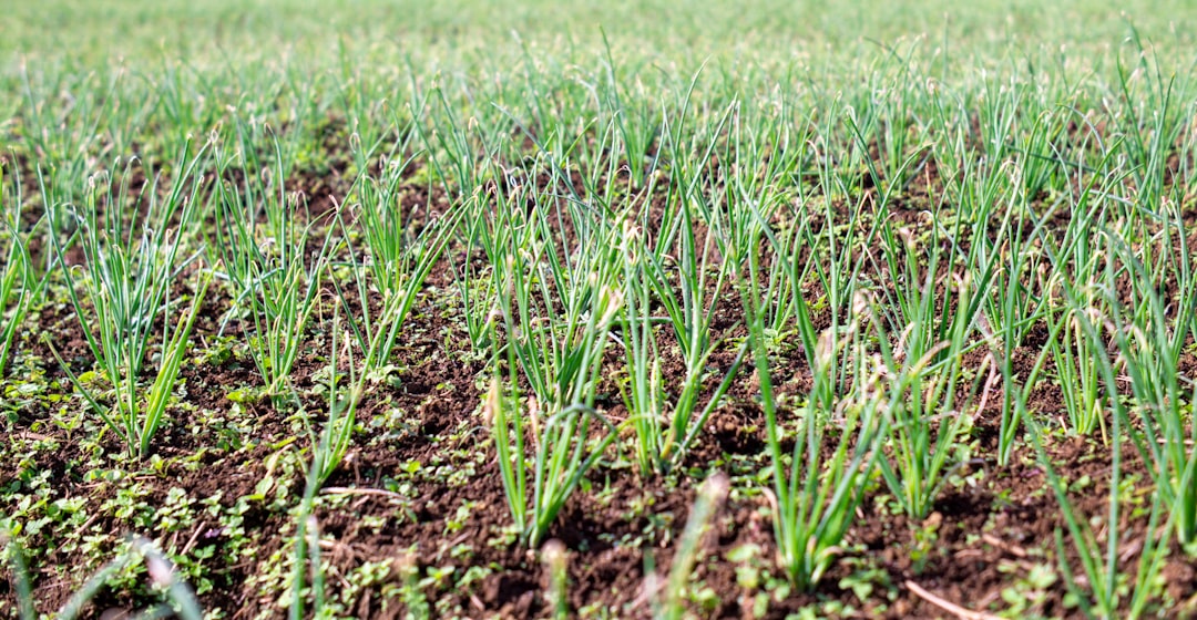 Young organic shallot plantation. It's in its growth period